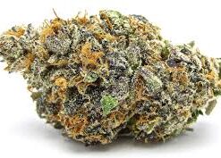 Buy exotic high grade gelato strain, we got them at extremely good ticket